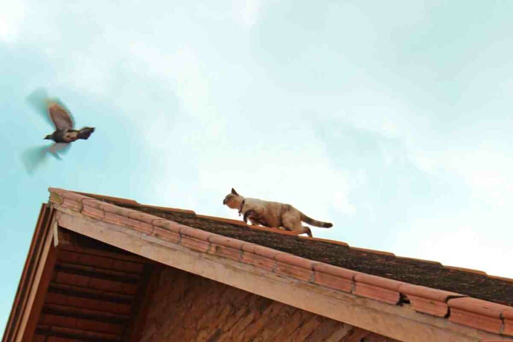 cat chasing a bird