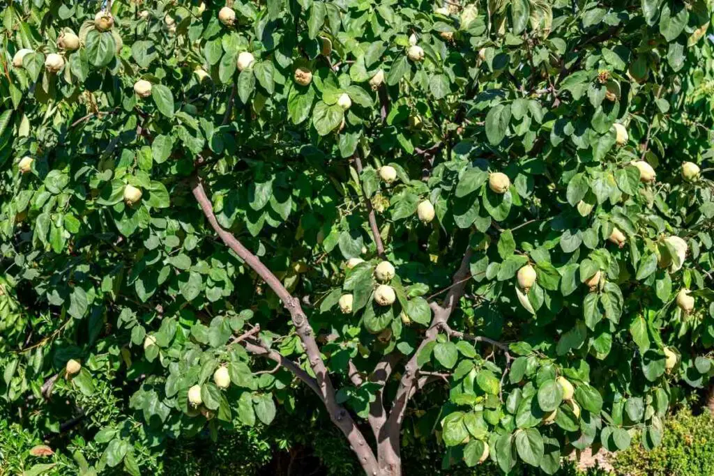 Quince Fruit Trees