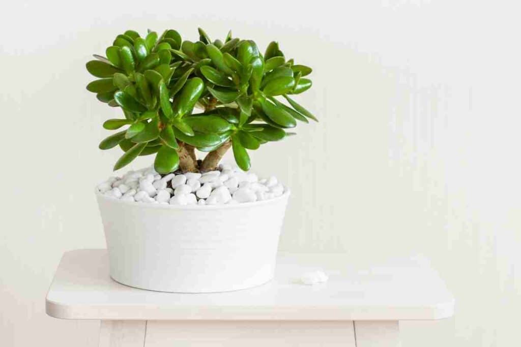 jade plant in white pot