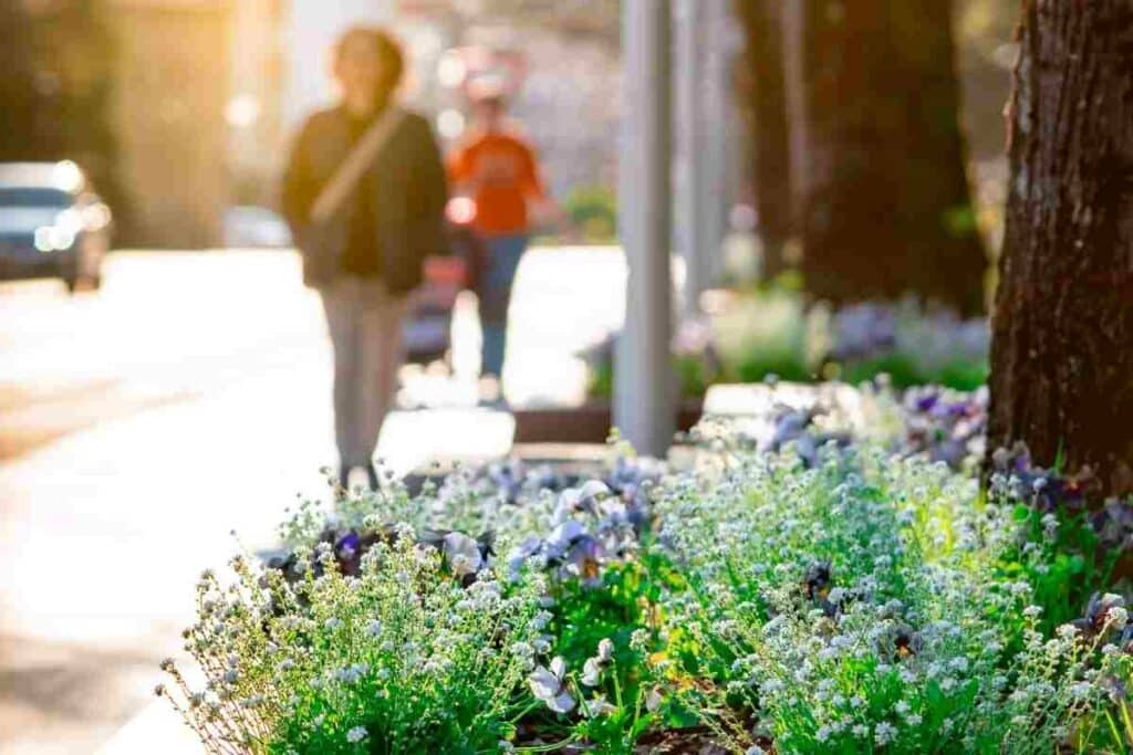 planted street