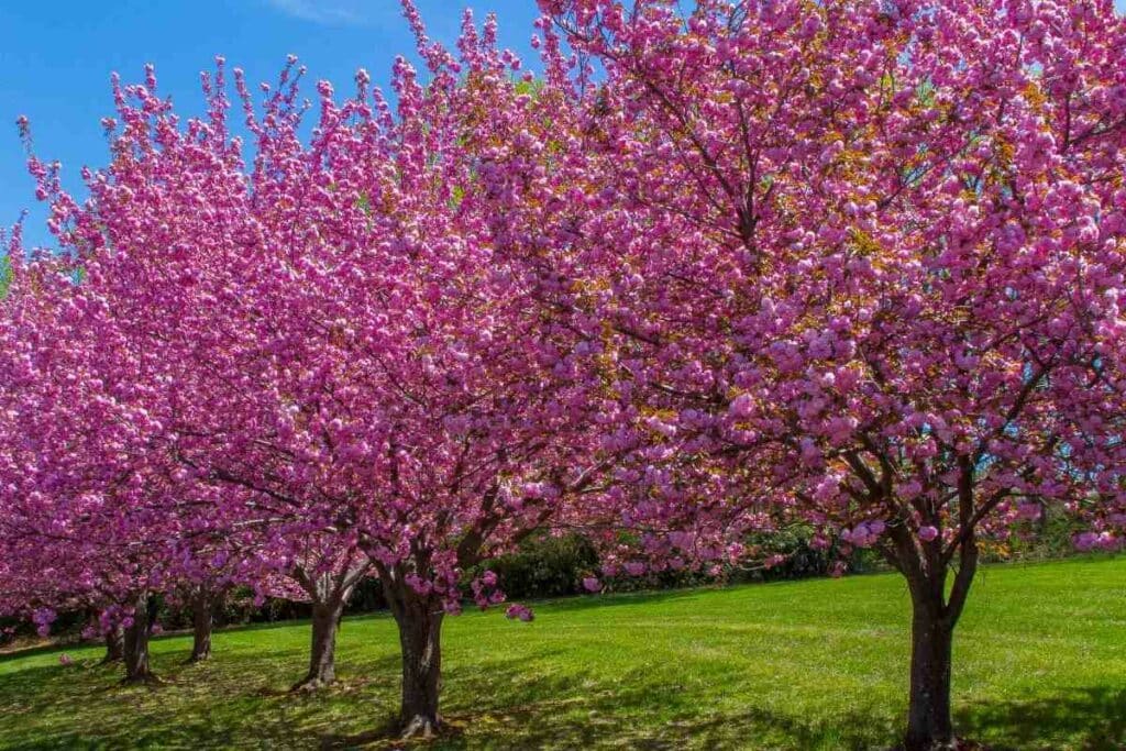 Cherry Blossom Trees