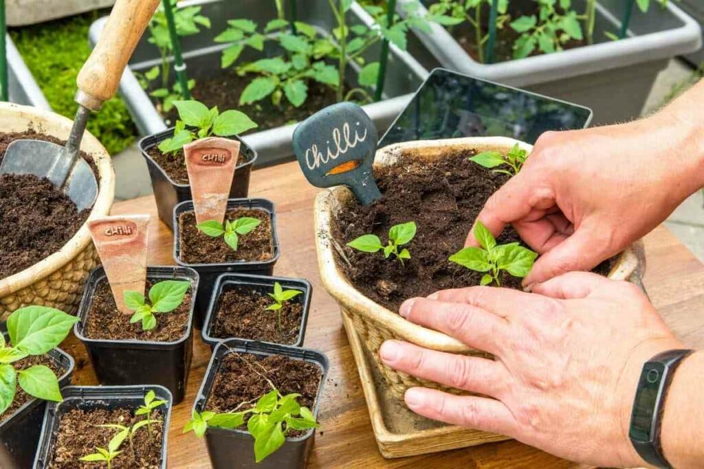 chilling plants being potted