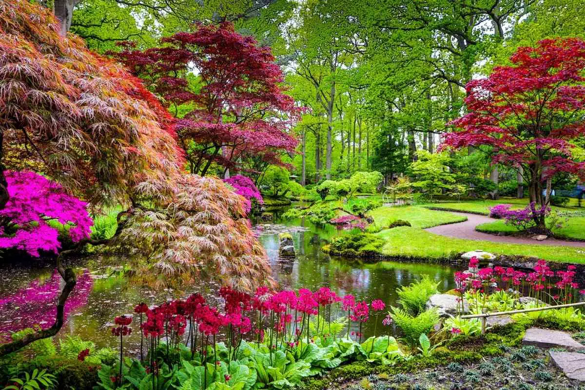 5 Trees Perfect for a Japanese Style Garden
