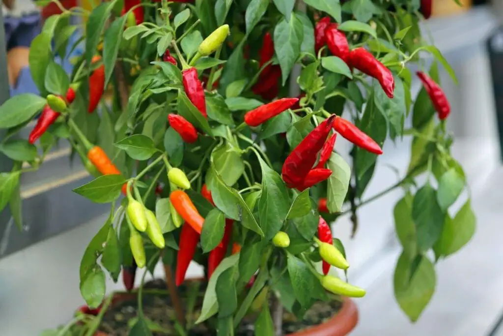 How to Accelerate the Growth of Chili Plants?