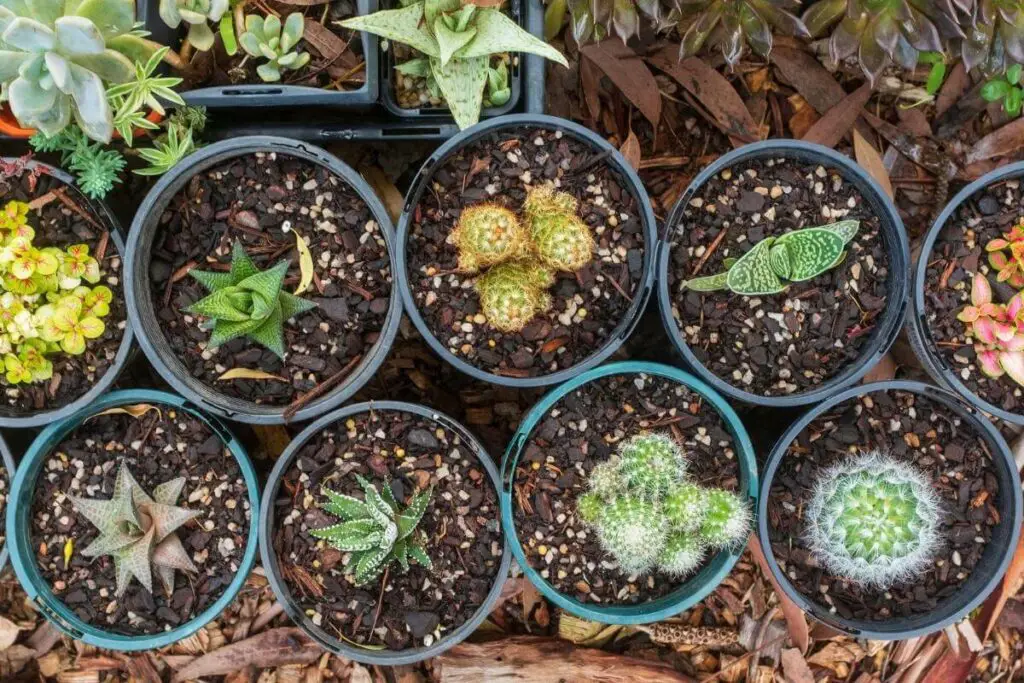 How to Add Mulch to Your Potted Plants?
