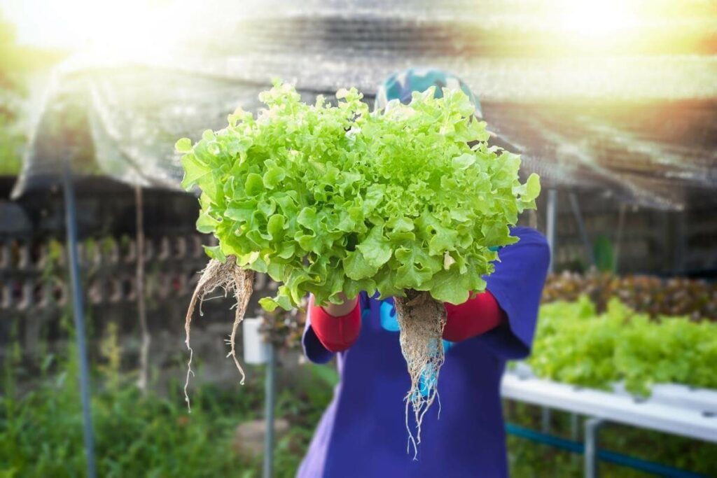 Aeroponic gardening tips