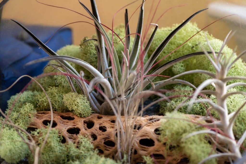 Pruning Air Plants