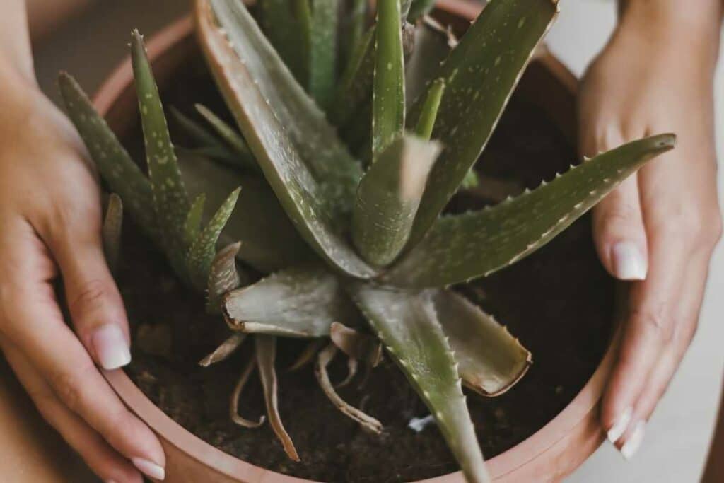 Aloe Vera Plant in bathroom