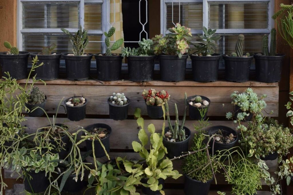 Aloe vera in pallet gardens