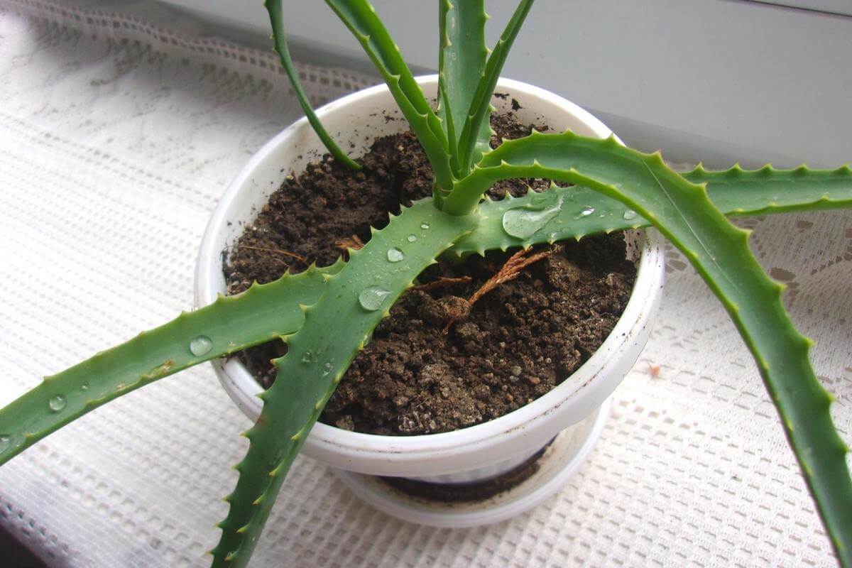 11 House Plants That Give Off The Most Oxygen Gardenia Organic