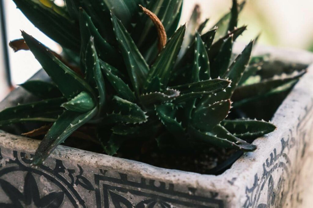 Aloe vera plant succulent