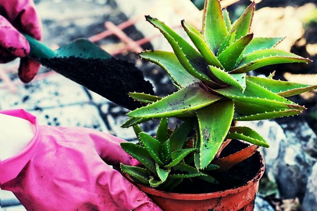 The right type of pot for Aloe Vera