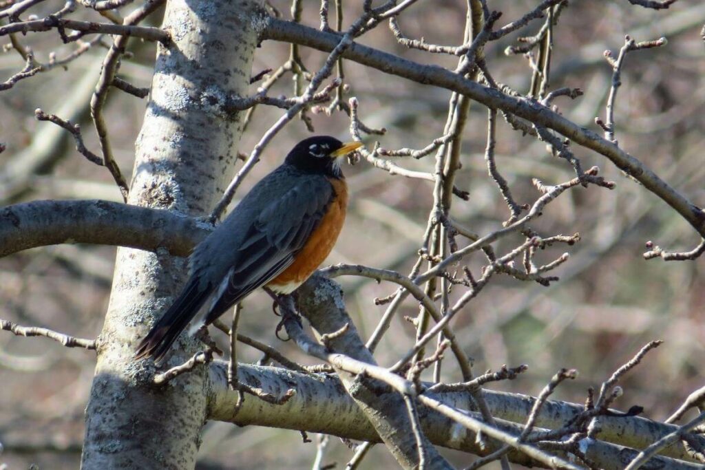 Backyard Birds Found in Massachusetts