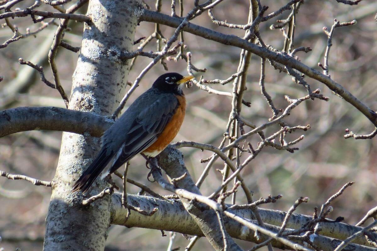 What Do Robins Symbolize? Guide To Robin Spiritual Meanings Gardenia