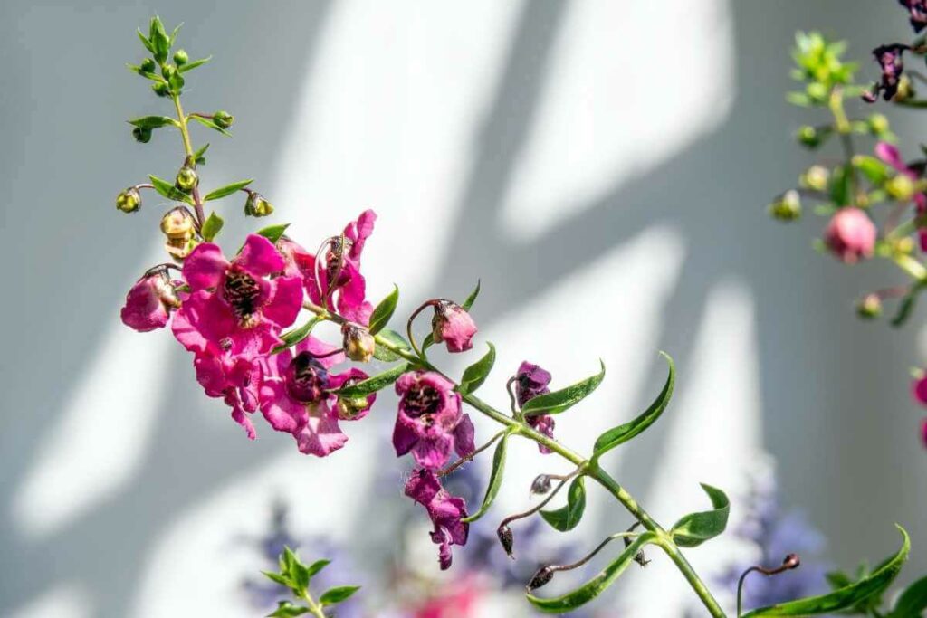 Angelonia plant need full sun