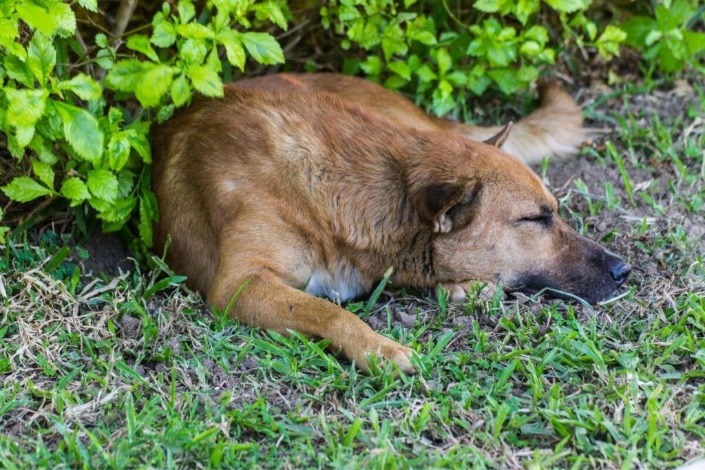 Dog could be urinating on your lawn