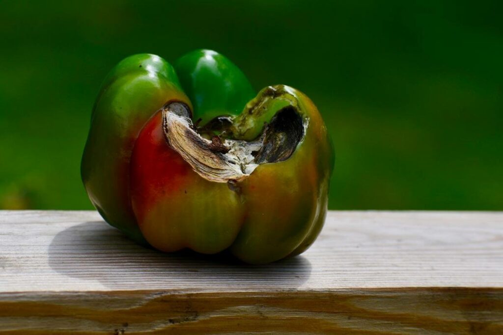 Anthracnose on Bell Peppers