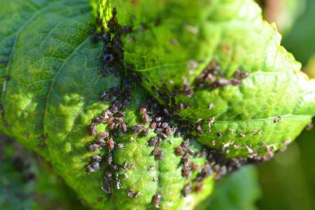 Aphids in aquaponics