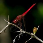 Are Dragonflies Good for the Garden