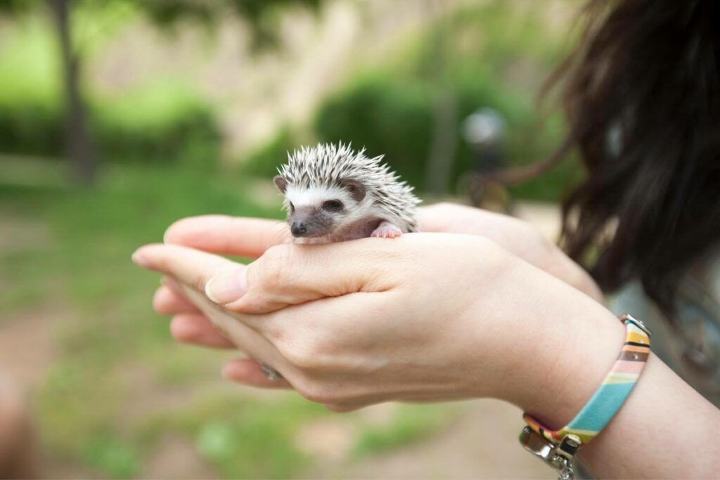 Are hedgehogs really messy