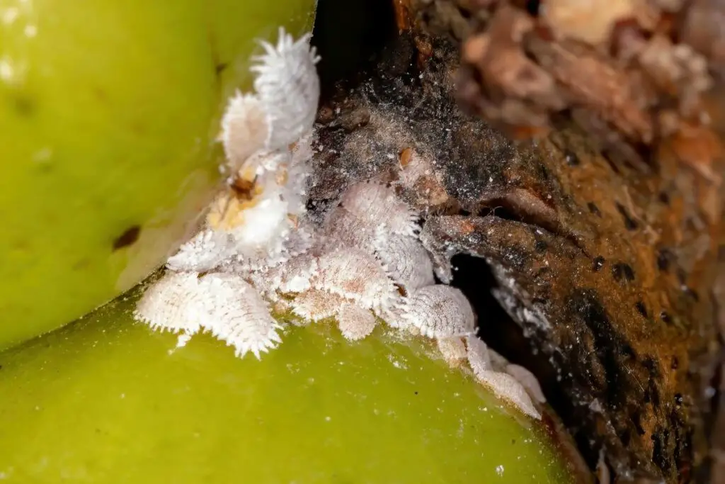 Are Mealybugs Harmful to Humans or Plants?