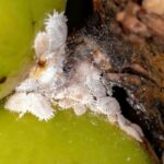 Are Mealybugs Harmful to Humans or Plants?