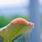Are Red Spider Mites Harmful to Humans?