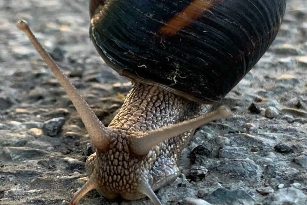 Perception of Light in Snails
