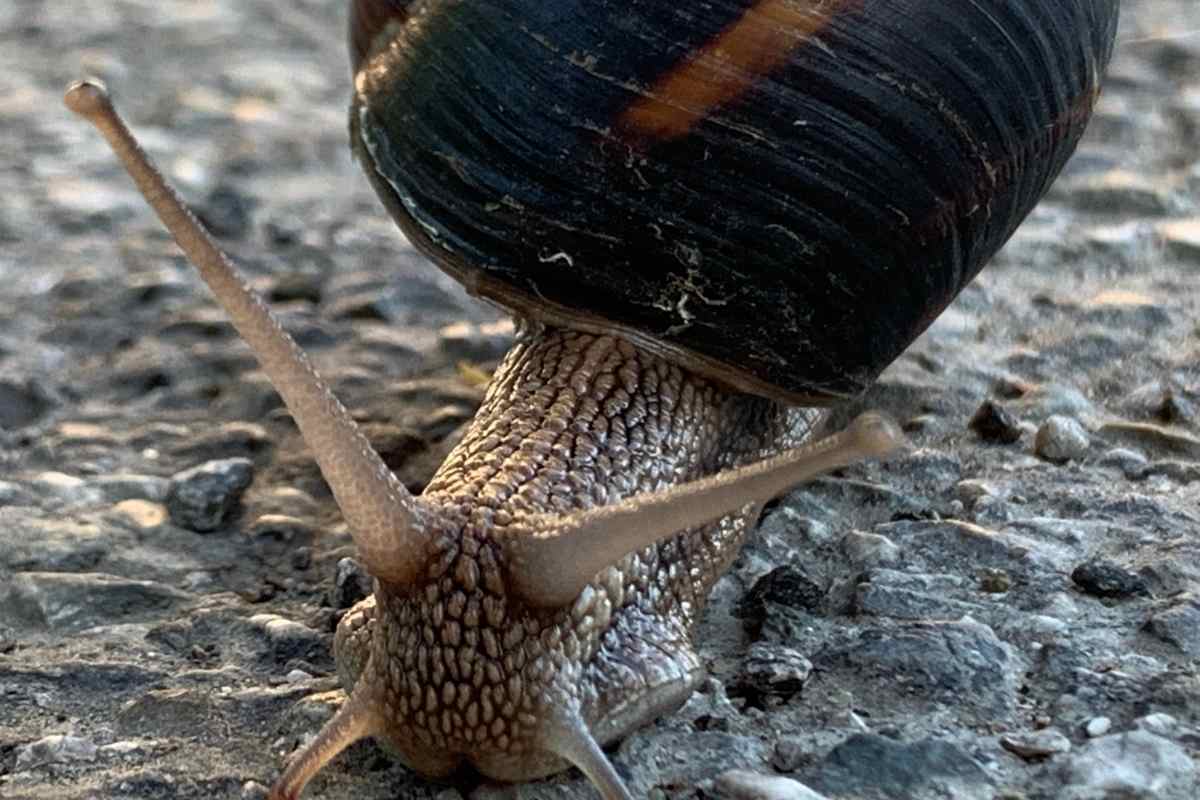 Do Snails Have Eyes or Are They Blind? Gardenia Organic