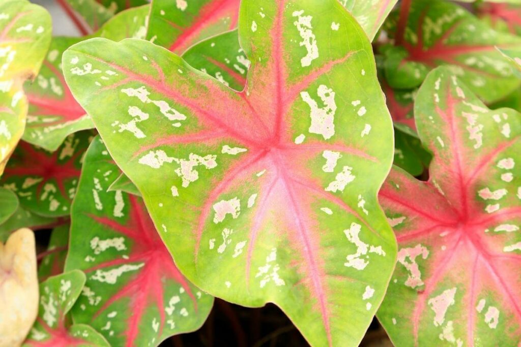 Arrowhead Plant for room