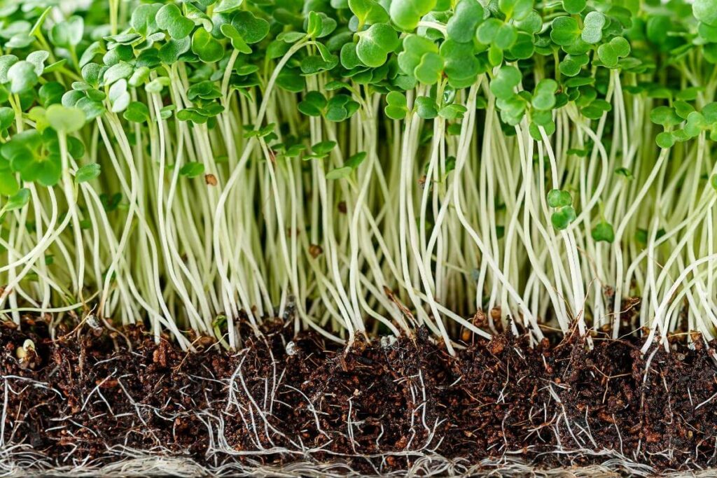 Arugula Microgreens Overview