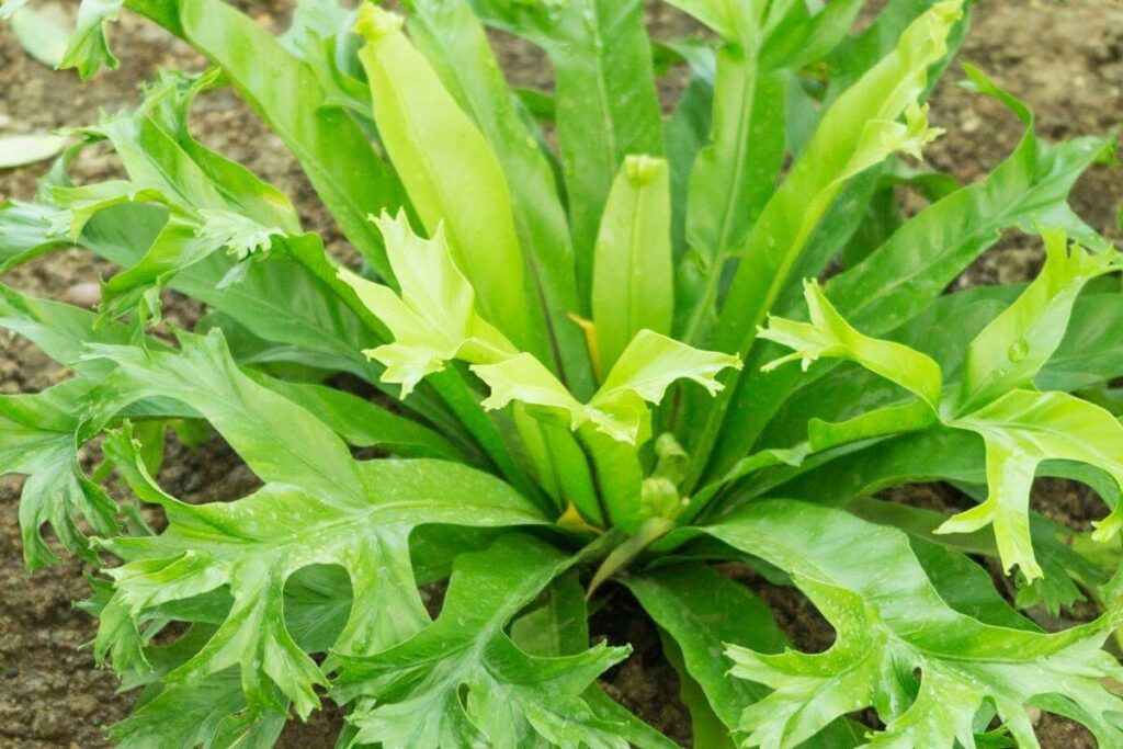 Rare terrarium plant Asplenium nidus