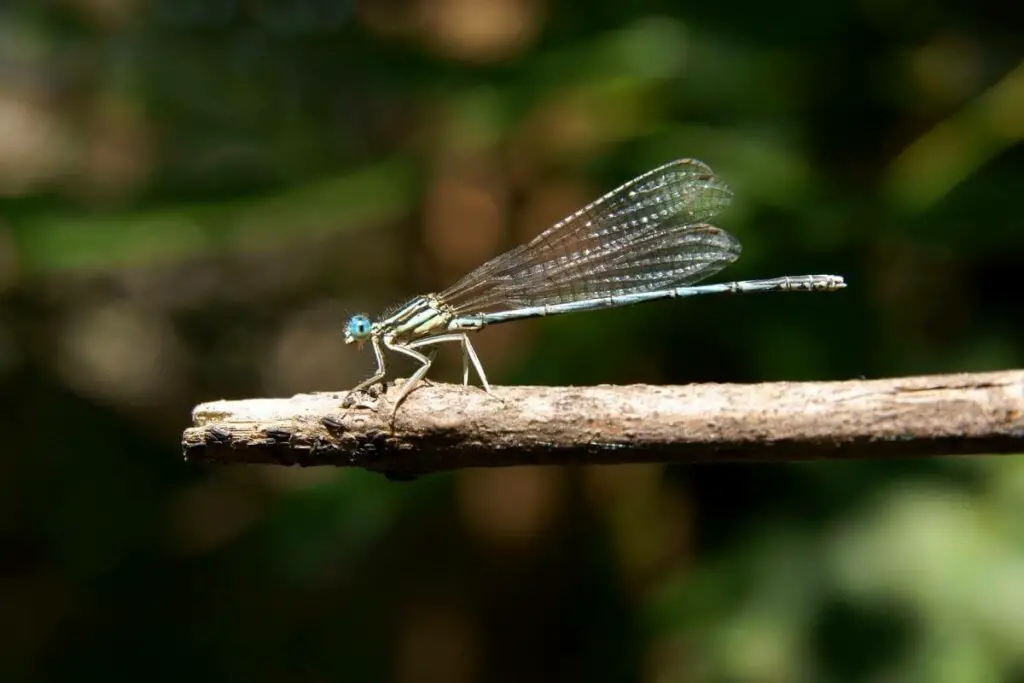 Attracting dragonflies