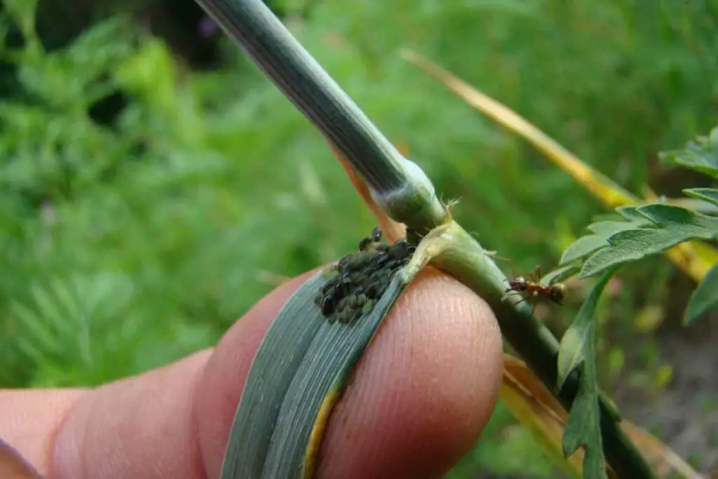 Avoid drowning aphids from your plants