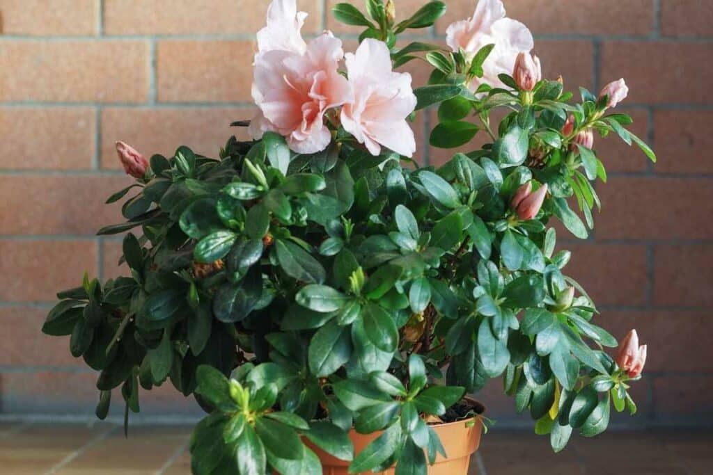 Azalea plant in a pot