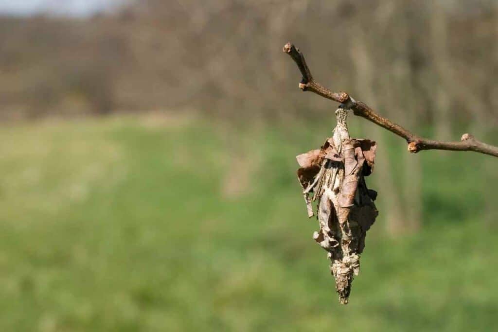 Bagworm are harmful for plants in a garden