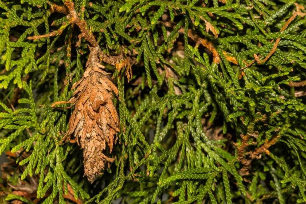 Bagworms on tree