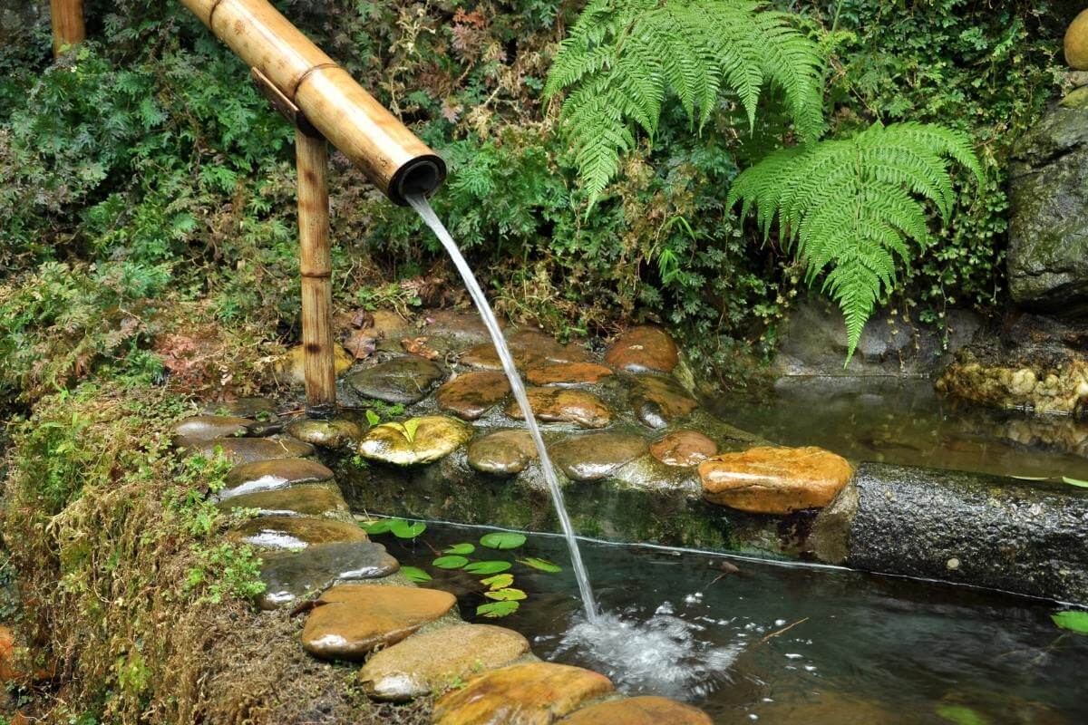 5 Benefits of Bamboo Plants in the Home Explained Gardenia Organic