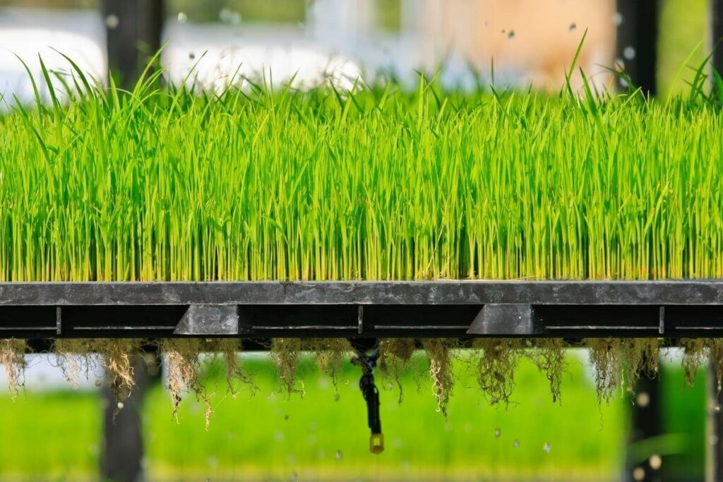 Basic concept of aeroponics