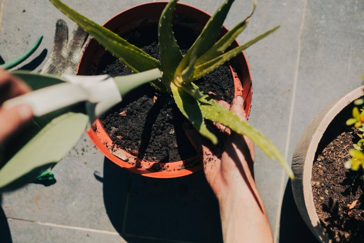 Do You Water Aloe Vera Plants from Top or Bottom? - Gardenia Organic