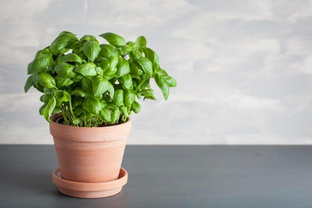 Basil pot