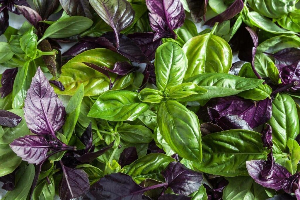 Basil herb