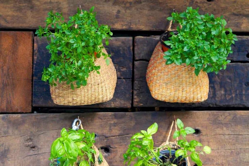 Basil leaves outdoor