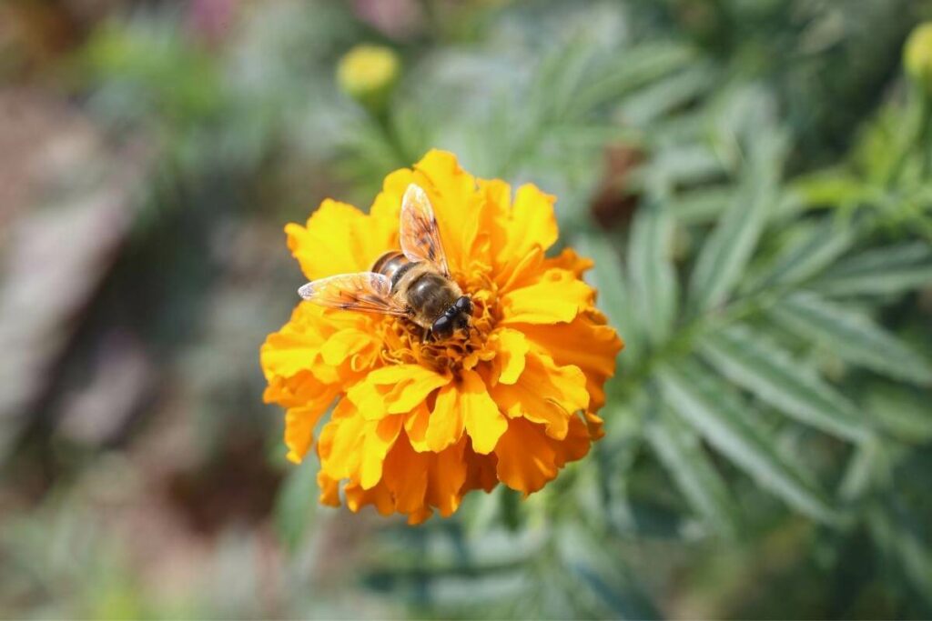 Bees like Marigolds a lot