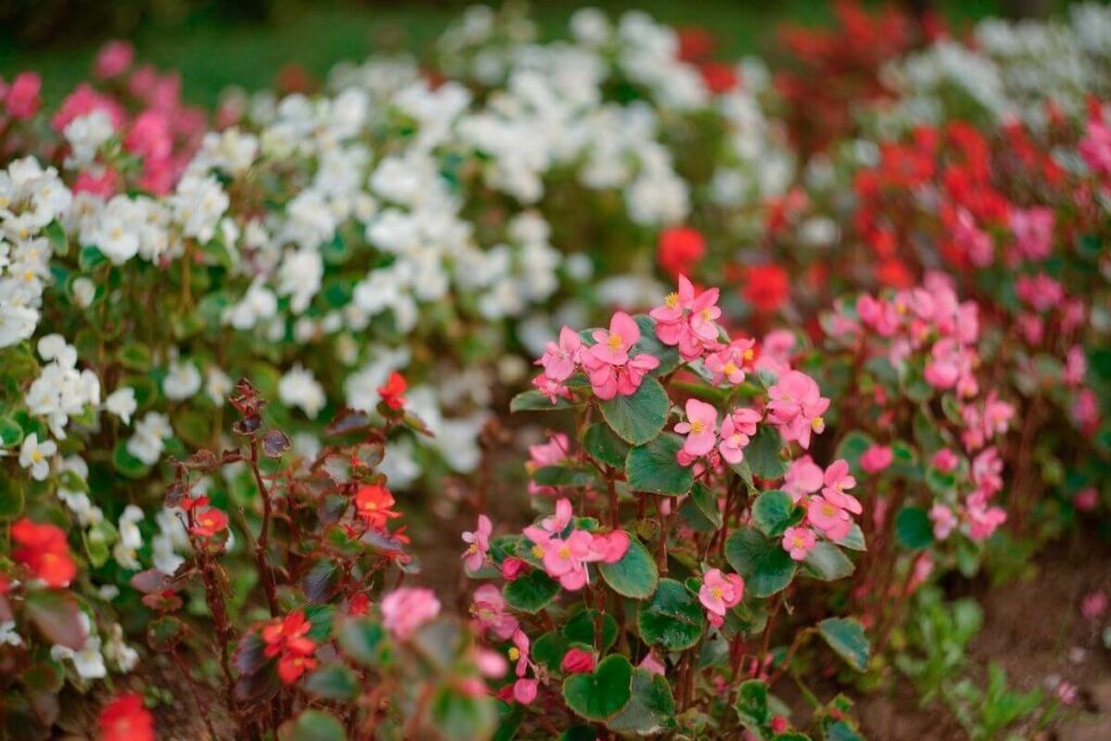 Begonias plant