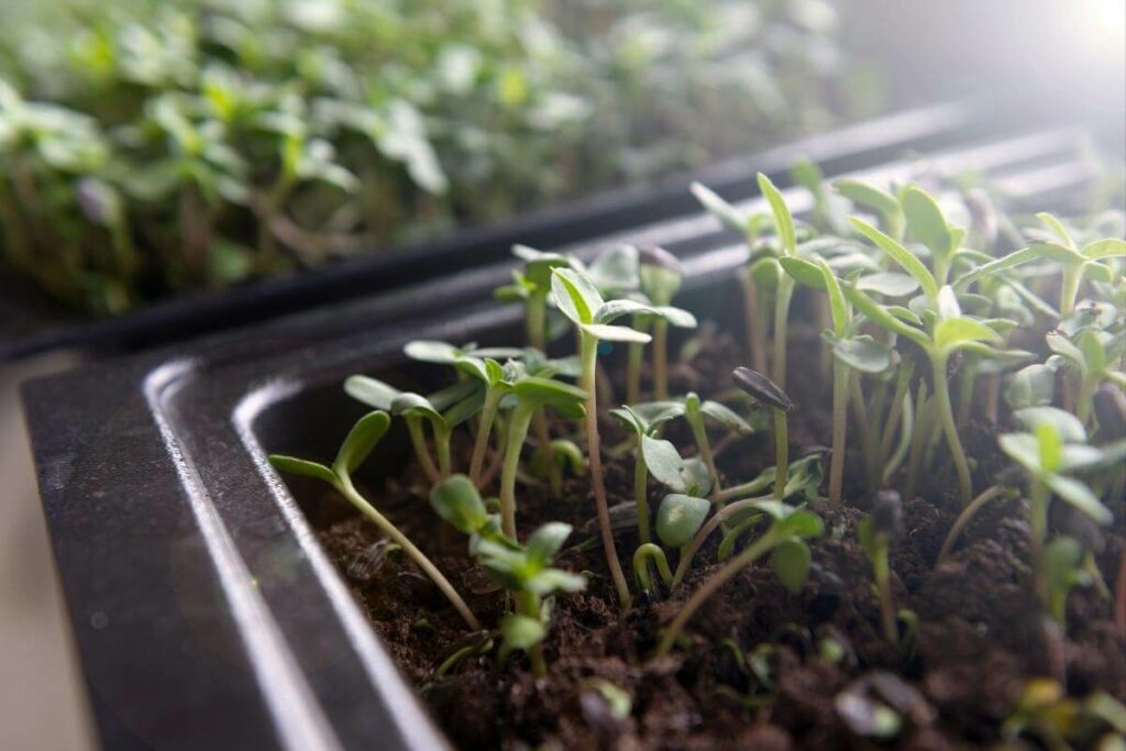 What are the benefits of indoorf planting cress