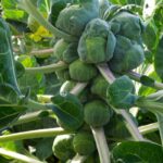 Best fertilizer for brussel sprouts