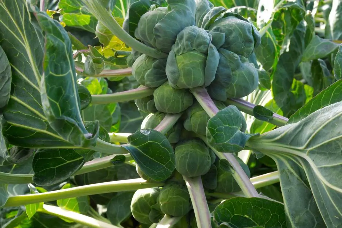 How to Choose the Best Fertilizer for Brussel Sprouts