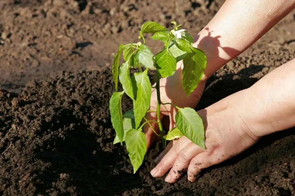 Using best fertilizer for pepper plants