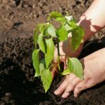 Using best fertilizer for pepper plants